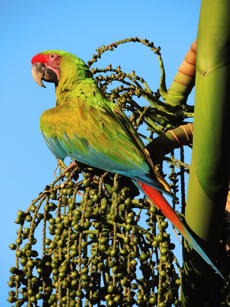 ara-meet-the-birds-great-green-macaw